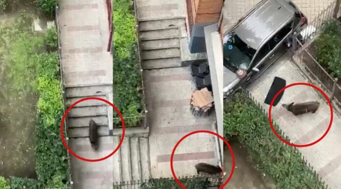 Varios ciudadanos intentaron huir y esconderse de un enorme jabalí, de más de 100 kilos, que recorrió varias calles de Madrid.