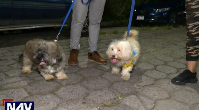 Los veterinarios recomiendan mantener activos a las mascotas, poniéndolos a hacer ejercicio para combatir la obesidad.