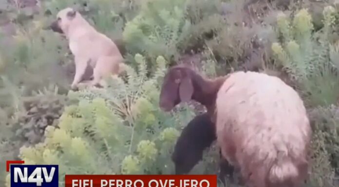 Se viralizó un video de un perrito fiel perrito ovejero que se escapó de su hogar por dos días para cuidar de su rebaño.