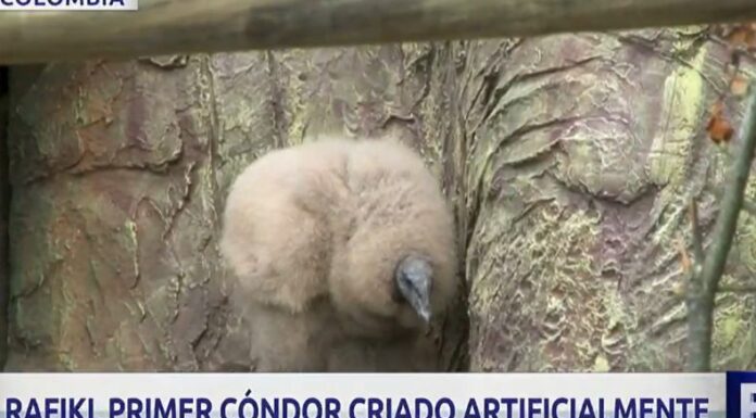 Rafiki, es el primer cóndor concebido por incubación artificial en Colombia, y está a unos días de cumplir tres meses vida.