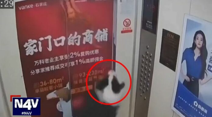 Todo es un milagro, cuando una mascota logra salvarse de morir estrangulada en el interior de un elevador en China.