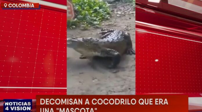 Autoridad ambiental de Colombia, decomisó a un cocodrilo que era mantenido en una casa como «mascota» de la familia.