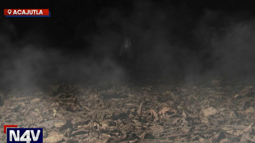 Algunos agricultores relatan misteriosos ruidos que suceden en sus cultivos al caer la noche, aseguran que puede ser una burleta.