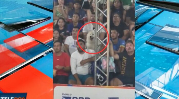 Un perrito se hizo viral en redes sociales, al ser sorprendido disfrutando de un partido de tenis al ritmo de todas las personas en el lugar.