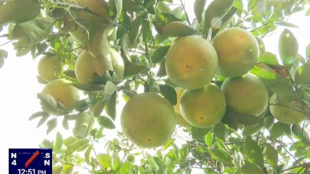 En San Juan Opico, se llevará a cabo el festival de la naranja y es una tradición para los productores de este cítrico.