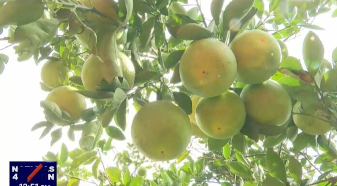 En San Juan Opico, se llevará a cabo el festival de la naranja y es una tradición para los productores de este cítrico.