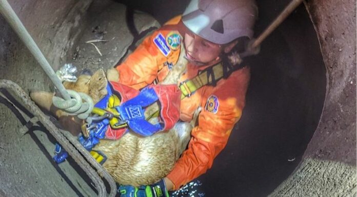 Bomberos reportó que rescató a dos mascotas que se encontraban en peligro durante las últimas horas en San Salvador.