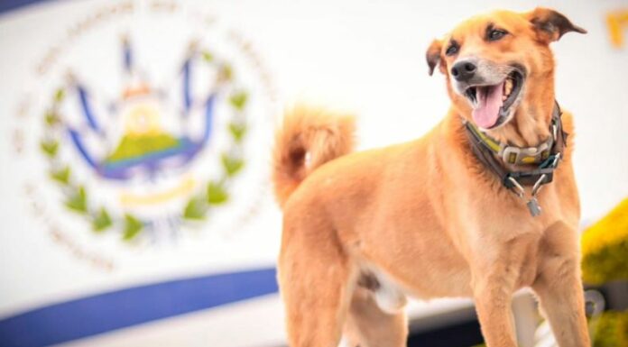 El perrito conocido por su nombre 