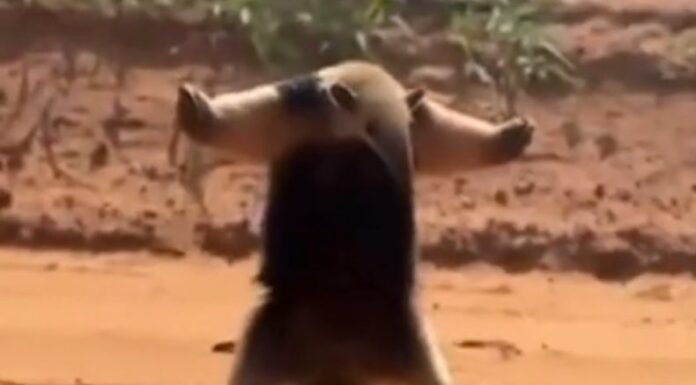 La reacción de un oso hormiguero con un turista ha sorprendido las redes sociales, luego de que parece utilizar una técnica de camuflajeo.