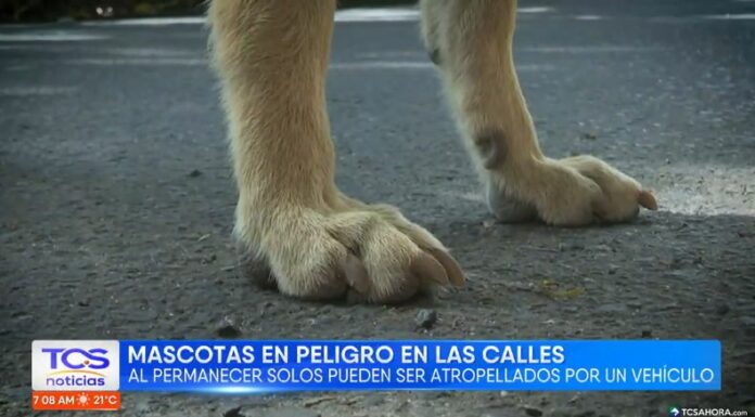 Al atropellar una mascota o canino abandonado, las leyes facultan castigar a los conductores, veamos a continuación, más.