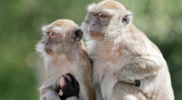 De los 43 monos (macacos Rhesus), que se escaparon del centro de investigación de primates Alpha Genesis, ya capturaron a 25.