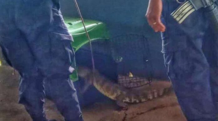 La Policía Nacional Civil (PNC) reportó que retiraron a un lagarto que ingresó a una vivienda en Puerto Parada, Usulután.