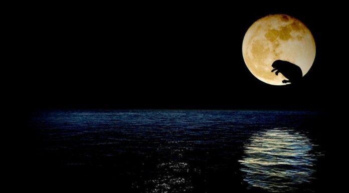 Para cerrar con broche de oro el año, a nivel astromómico, se podrá observar la luna del castor el día de mañana, 15 de noviembre.