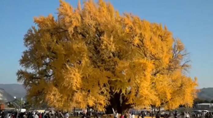 En Corea del Sur, consideran que el árbol más bello del mundo es el Ginkgo biloba, el cual se encuentra en la capital de ese país.