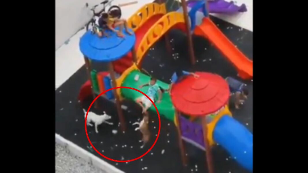 Los pequeños fueron atacados por dos perros pitbulls mientras se divertían en un parque infantil en Brasil.