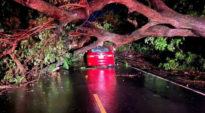 Protección Civil reportó que un árbol de gran magnitud cayó sobre un vehículo, el cual dejó tres lesionados en La Paz Centro.