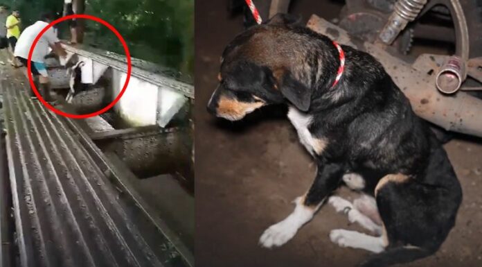 La Polipet se encargó de capturar al sujeto que lanzó al perrito a un río desde una altura pronunciada. Este hecho ocurrió en San Miguel.