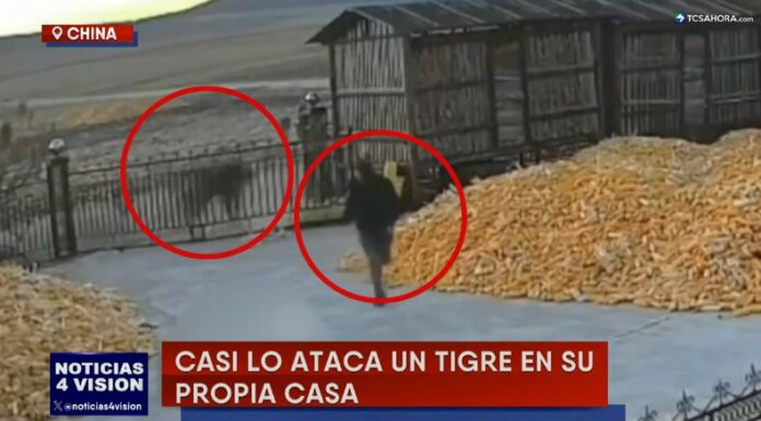 En China, un hombre logró escapar del ataque de un enorme tigre siberiano que apareció frente a su casa.
