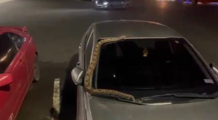 En una gasolinera en el sector del Poliedro, en Lourdes, Colón, habitantes reportan la invasión de una serpiente en un carro estacionado.