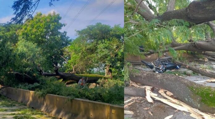 Motociclistas lesionados tras caída de un árbol carretera hacia Sonsonate