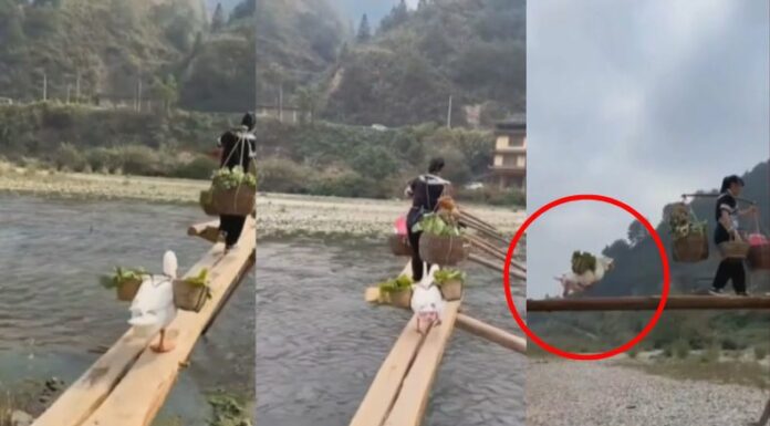 En redes sociales se ha viralizado la hazaña que tiene un gansito al ayudar a su dueña con cargar parte de las compras de la despensa diaria.