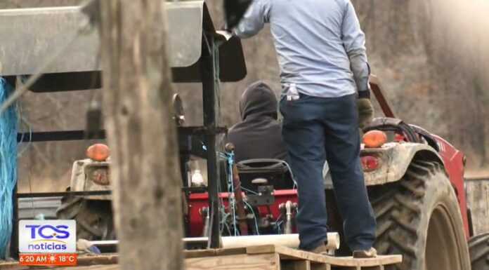 Sembrar, cuidar y cosechar plantaciones de ginseng son algunas de las ofertas laborales que ofrecen las visas de trabajo H-2 en EE. UU.