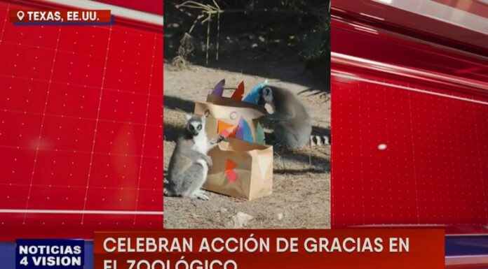 Los animalitos de un zoológico también celebraron con un festín de comida especial el Día de Acción de Gracias.