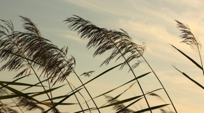 El informe del Ministerio de Medio Ambiente y Recursos Naturales (MARN) señala que los vientos nortes seguirán este fin de semana.