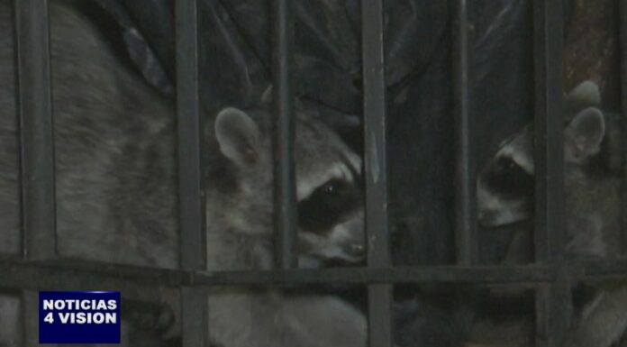 Una manada de mapaches ronda parte de la ciudad de San Salvador al teñir la noche. Veamos a continuación, en que lugar radican ellos.