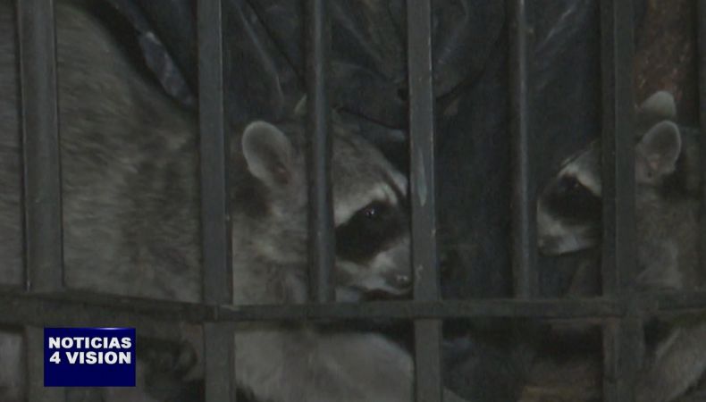 Una manada de mapaches ronda parte de la ciudad de San Salvador al teñir la noche. Veamos a continuación, en que lugar radican ellos.