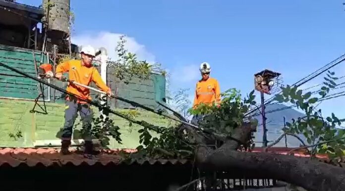 Personal de Protección Civil removieron un árbol que cayó sobre una vivienda en la colonia San Mateo, ubicada en San Salvador.
