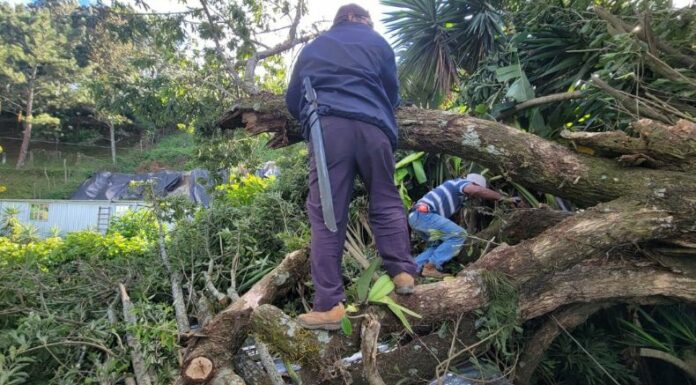 Los fuertes vientos en el municipio de La Libertad Sur, provocaron que un gran árbol cayera sobre una vivienda.