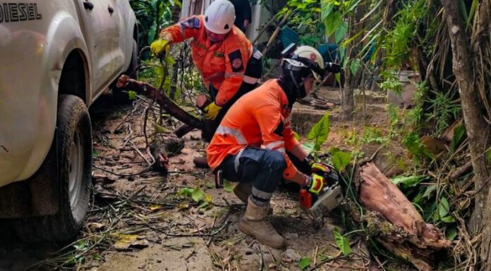 Protección Civil removió las ramas de un árbol que cayó sobre un vehículo en el municipio de San Salvador Centro.