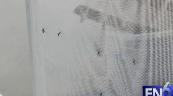 El dengue alcanzó cifras alarmantes este año en América, por lo que el cambio climático sería uno de los factores de aumento de casos.