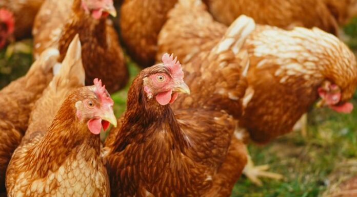 Las autoridades sanitarias confirmaron el primer caso grave de gripe aviar en Estados Unidos. Este fue detectado en el estado de Luisiana.