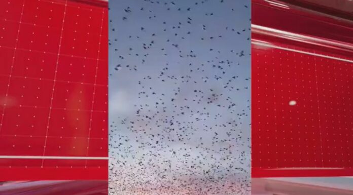 Usuarios de redes sociales, viralizaron videos donde pájaros se trasladan de un lugar a otro sin razón aparente en varias partes del mundo.