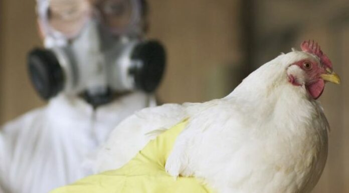 El gobernador de California proclamó estado de emergencia tras la propagación de la gripe aviar en ese Estado.