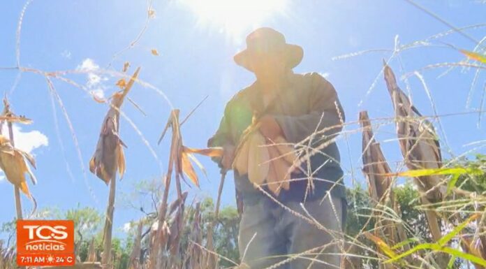 El sector agrícola advierte que la cosecha de frijol y maíz para este año, es la más baja registrada en los últimos ocho años.