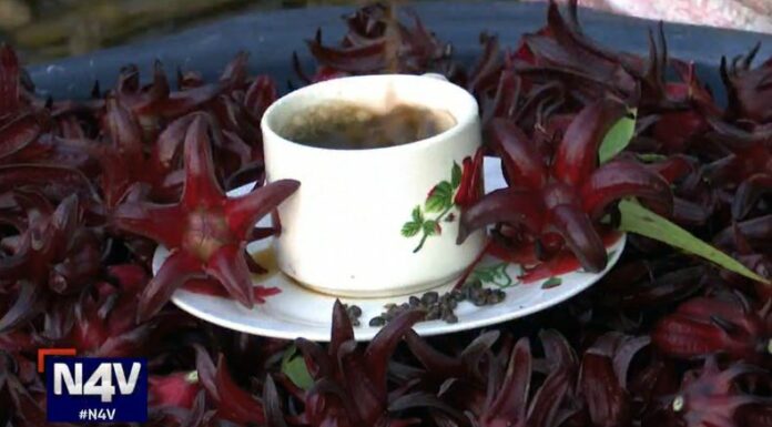 Las semillas de Jamaica se han convertido en una interesante materia prima que sirve para elaborar una rica bebida como sustituto del café.