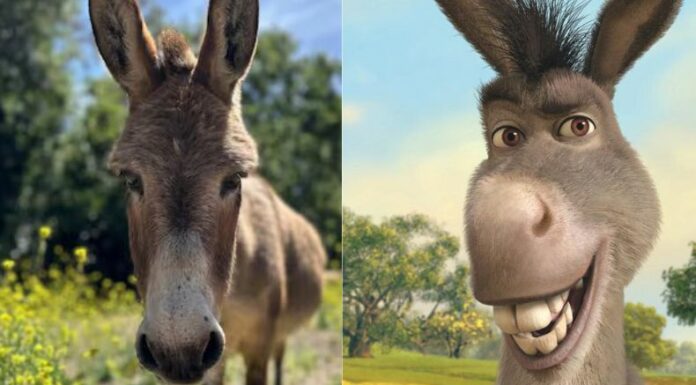 Perry, el burro que se tomó de inspiración para crear al icónico 