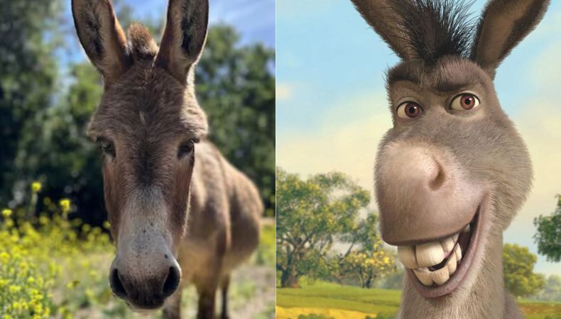 Perry, el burro que se tomó de inspiración para crear al icónico 