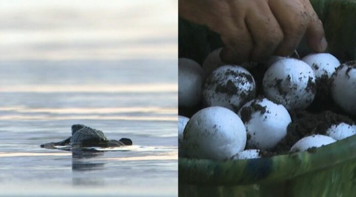 ¿Sabía qué en el país existe veda total en la venta y consumo de productos de cualquier tipo de especie de tortuga marina?.