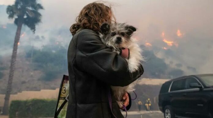 Activistas y voluntarios han rescatado a cientos de animales afectados por los voraces incendios forestales en Los Ángeles.