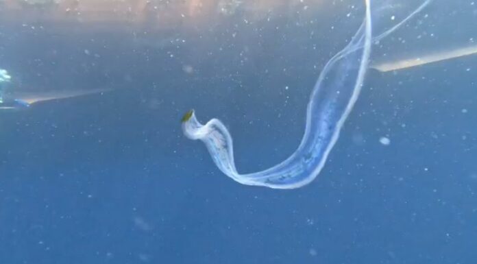 Por primera vez fue captado el avistamiento de la especie marina “Cinturón de Venus” en las costas salvadoreñas.