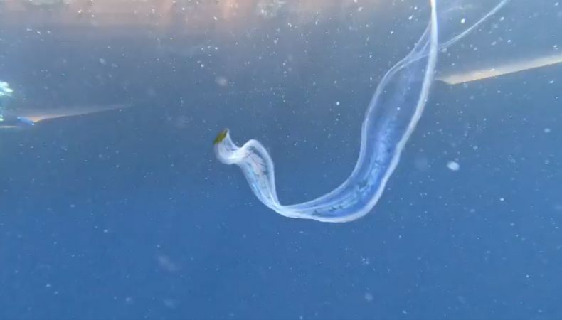 Por primera vez fue captado el avistamiento de la especie marina “Cinturón de Venus” en las costas salvadoreñas.