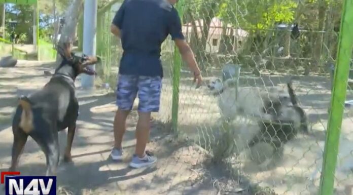 Cuando preparamos alimentos para nuestros perritos es importante conocer cuáles son dañinos para su salud.