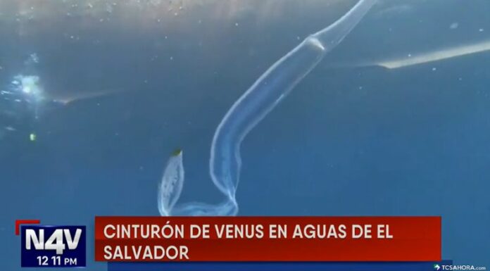 Expertos en biodiversidad analizaron las posibles causas por las que la especie marina “Cinturón de Venus” ha sido vista en el país.
