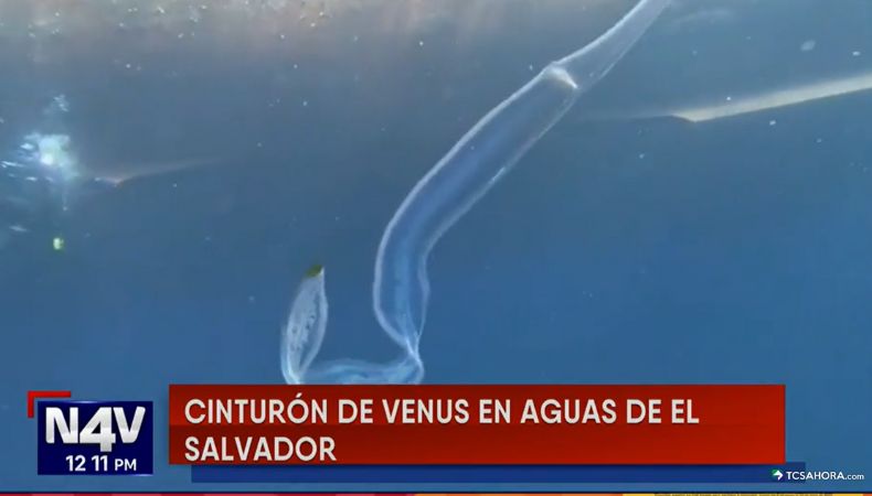 Expertos en biodiversidad analizaron las posibles causas por las que la especie marina “Cinturón de Venus” ha sido vista en el país.