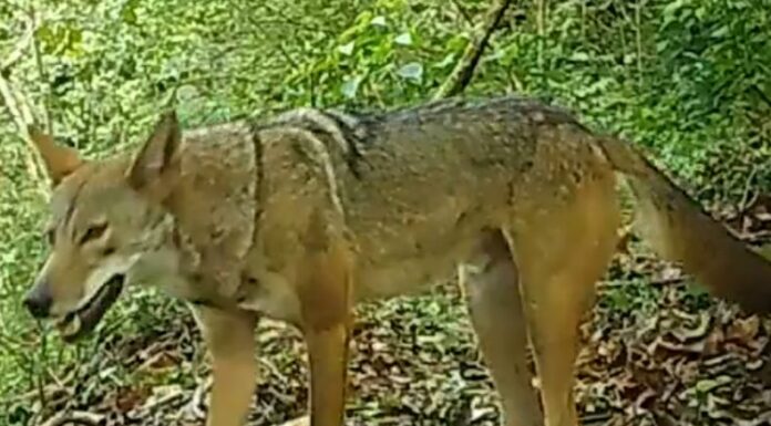 El coyote es una especie omnívora que puede encontrarse especialmente en las zonas montañosas de El Salvador.