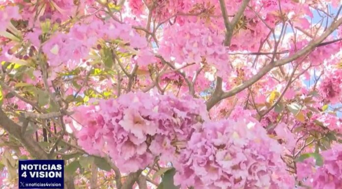 En los primeros meses del año, en todo el territorio salvadoreño predomina el color rosa que proviene de las flores del Maquilishuat.